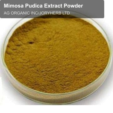 Mimosa Pudica Extract Powder