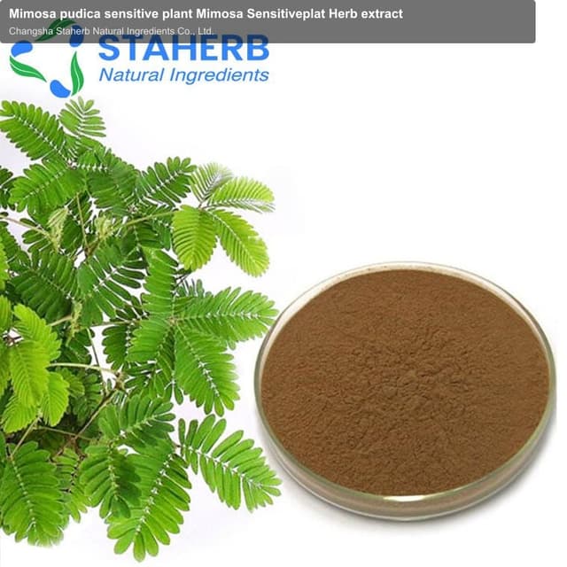 Mimosa pudica sensitive plant Mimosa Sensitiveplat Herb extract