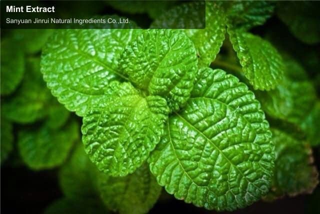Mint Extract