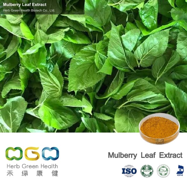Mulberry Leaf Extract