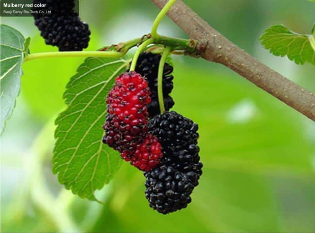 Mulberry red color