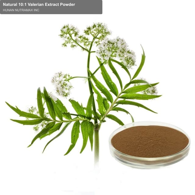 Natural 10:1 Valerian Extract Powder