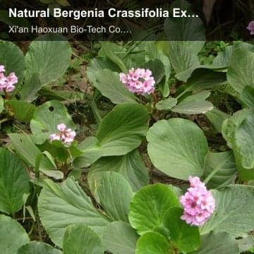 Natural Bergenia Crassifolia Extract 98% Bergenin