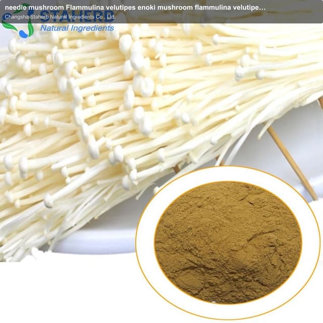 needle mushroom Flammulina velutipes enoki mushroom flammulina velutipes extract