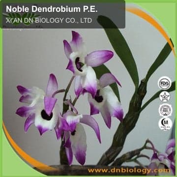Noble Dendrobium P.E.