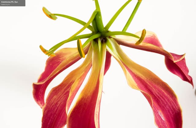 Indena S.p.A. offer service "Colchicine Ph. Eur."