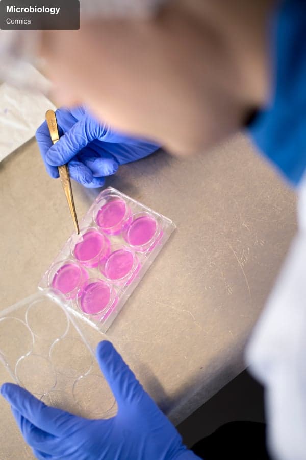Cormica offer service "Microbiology"
