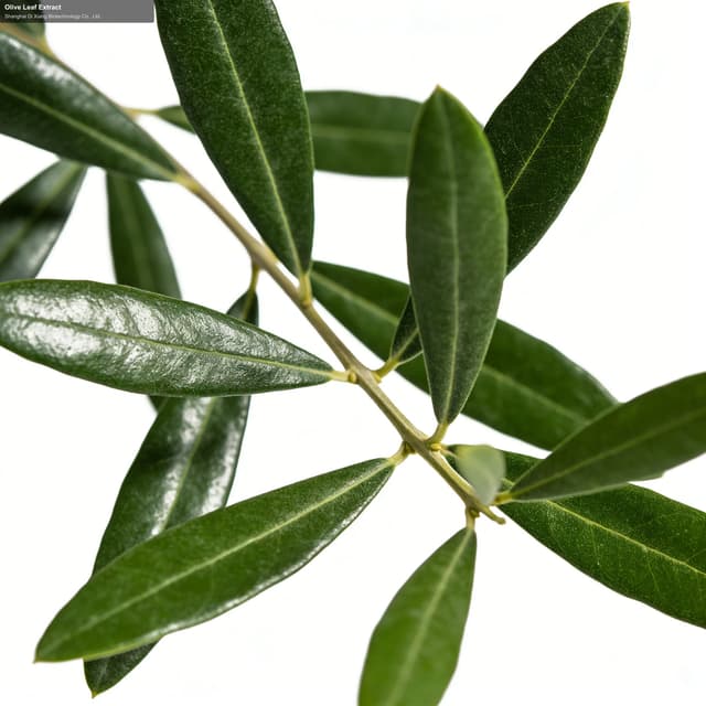 Olive Leaf Extract