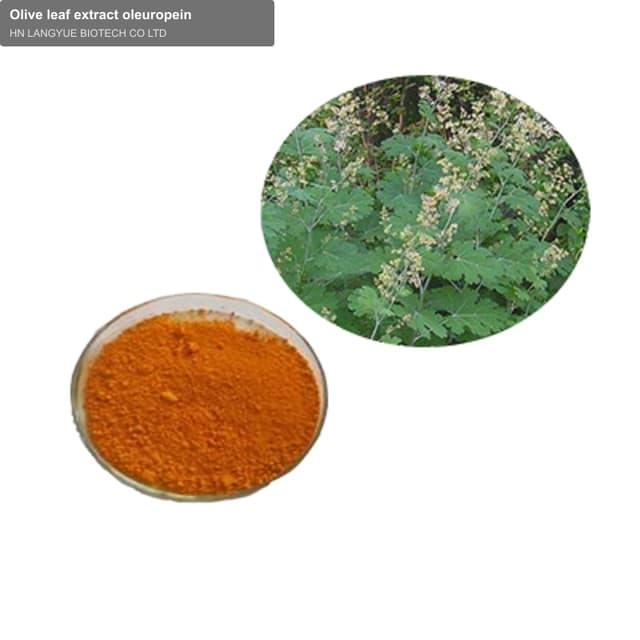 Olive leaf extract oleuropein
