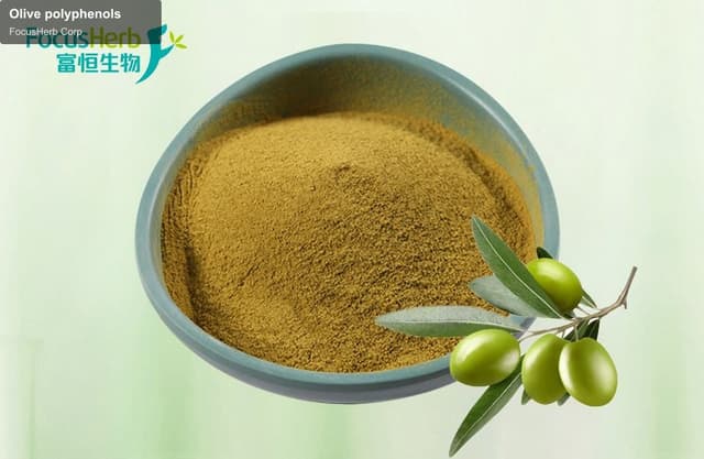 Olive polyphenols