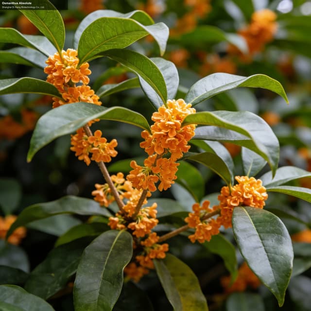 Osmanthus Absolute