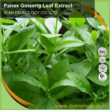 Panax Ginseng Leaf Extract