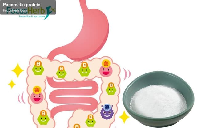Pancreatic protein