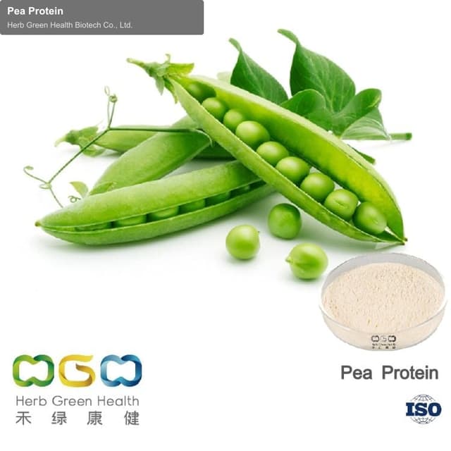 Pea Protein