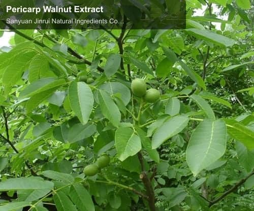 Pericarp Walnut Extract