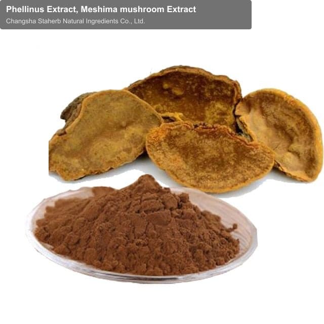 Phellinus Extract, Meshima mushroom Extract