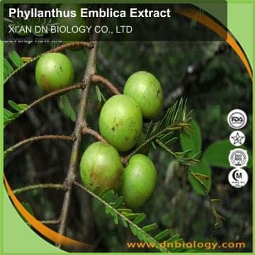 Phyllanthus Emblica Extract