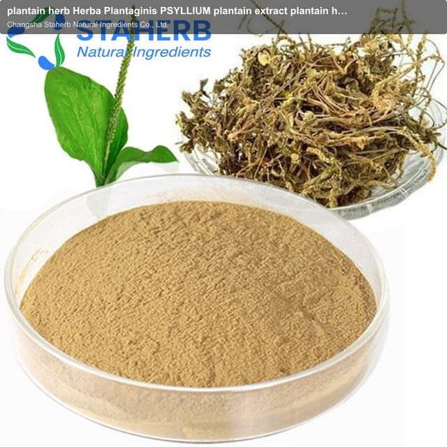 plantain herb Herba Plantaginis PSYLLIUM plantain extract plantain herb Herba Plantaginis PSYLLIUM p