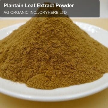 Plantain Leaf Extract Powder