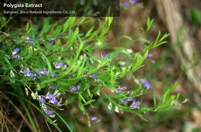 Polygala Extract
