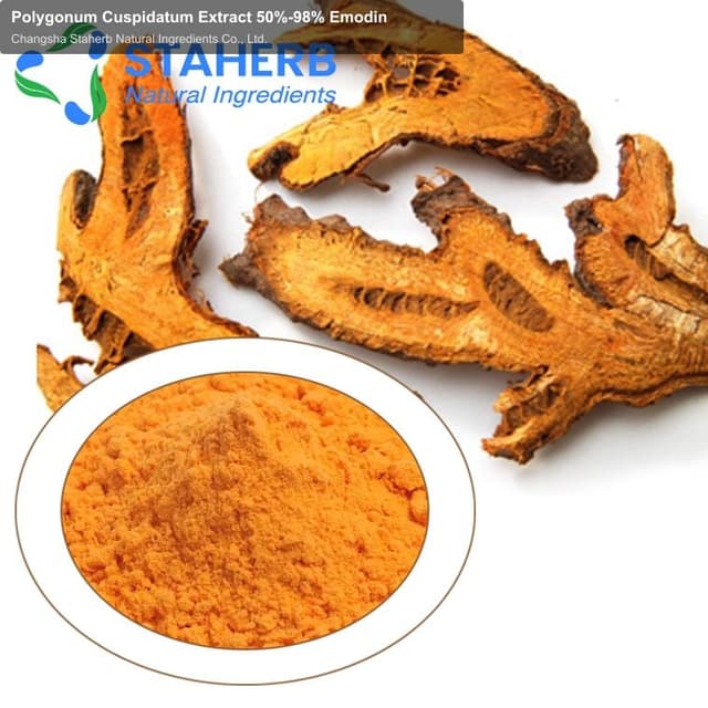 Polygonum Cuspidatum Extract 50%-98% Emodin