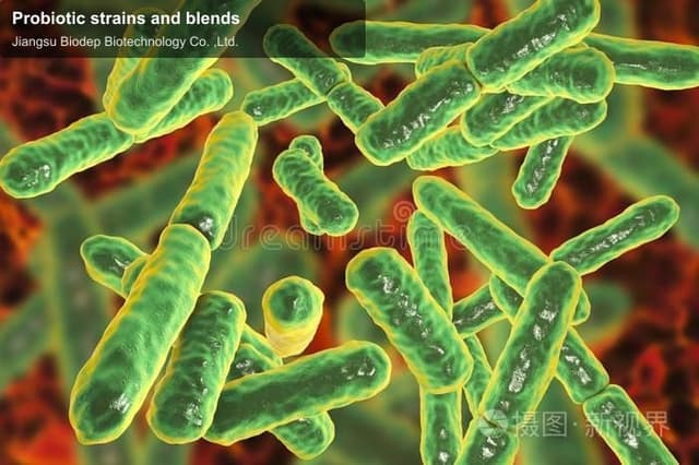 Probiotic strains and blends