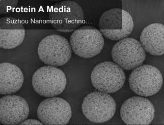 Protein A Media