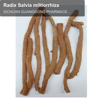 Radix Salvia miltiorrhiza