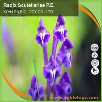 Radix Scutellariae P.E.