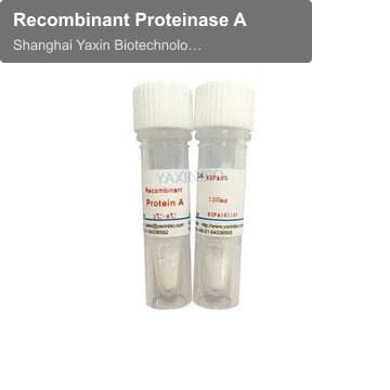 Recombinant Proteinase A