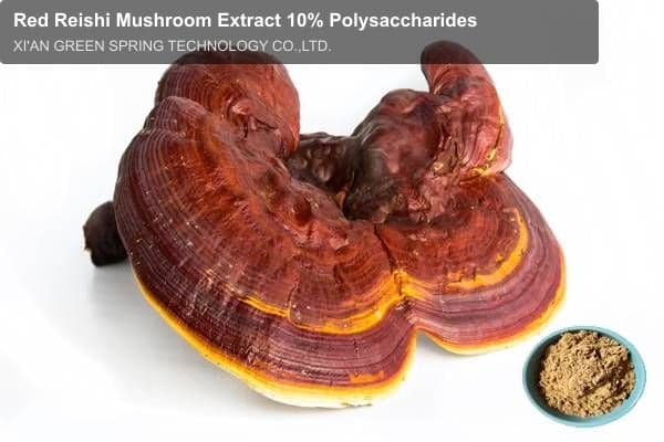 Red Reishi Mushroom Extract 10% Polysaccharides