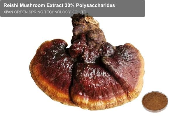 Reishi Mushroom Extract 30% Polysaccharides