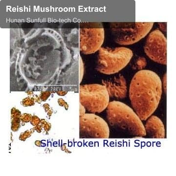 Reishi Mushroom Extract