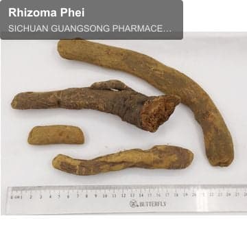 Rhizoma Phei