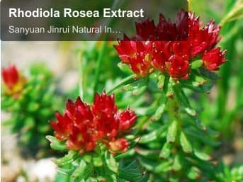 Rhodiola Rosea Extract