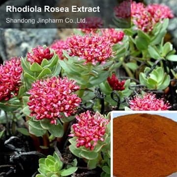 Rhodiola Rosea Extract