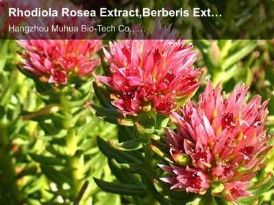 Rhodiola Rosea Extract,Berberis Extract,Acerola Cherry Extract,Astragalus Extrac