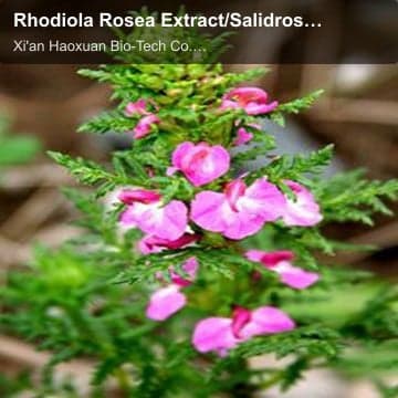 Rhodiola Rosea Extract/Salidroside/rosavins