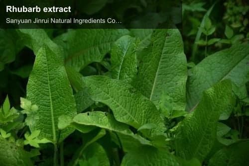 Rhubarb extract
