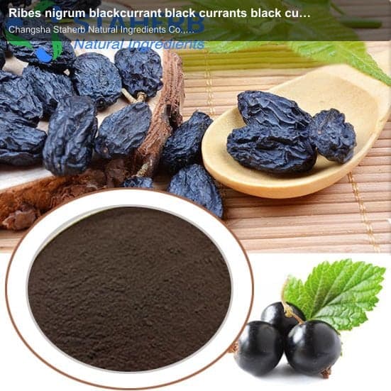 Ribes nigrum blackcurrant black currants black current extract Ribes nigrum blackcurrant black curra