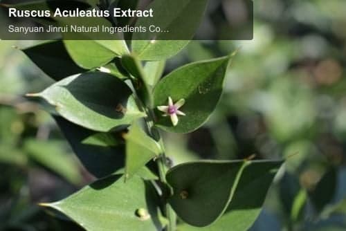 Ruscus Aculeatus Extract