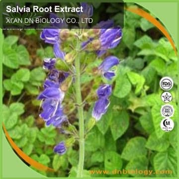 Salvia Root Extract
