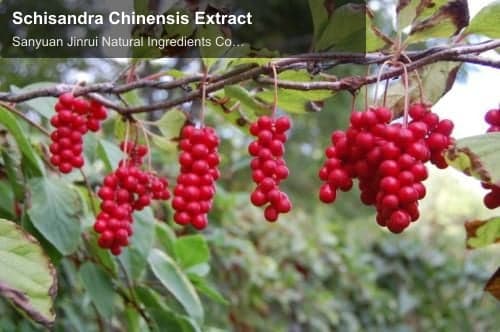 Schisandra Chinensis Extract