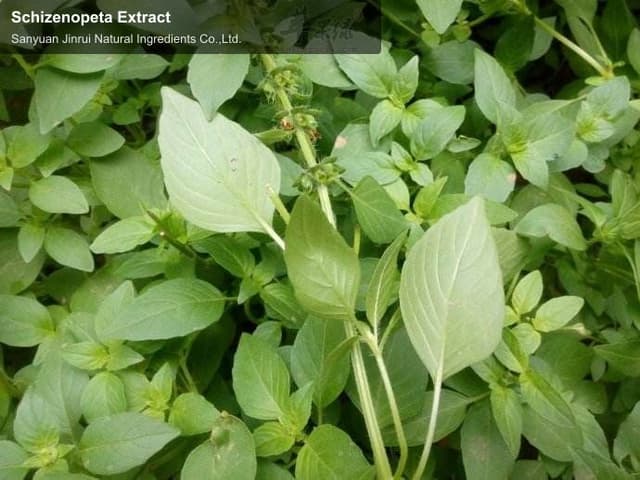 Schizenopeta Extract