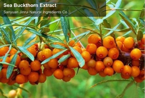 Sea Buckthorn Extract