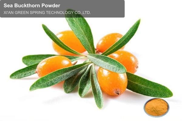 Sea Buckthorn Powder