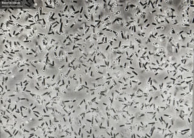 Advenza Global Limited sell "Bacillus clausii"