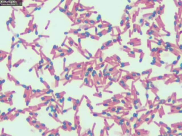 Advenza Global Limited sell "Bacillus coagulans"