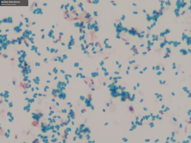 Advenza Global Limited sell "Bacillus licheniformis"