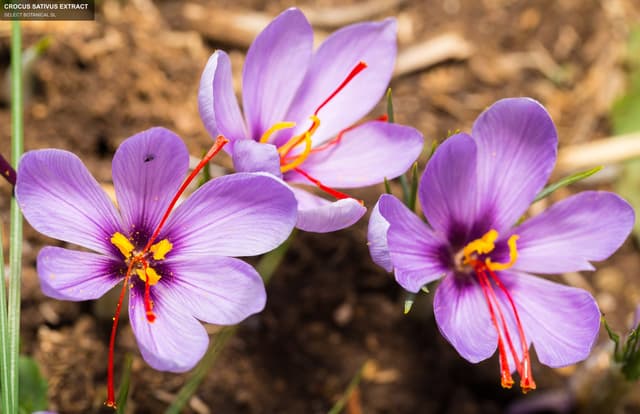 SELECT BOTANICAL SL sell "CROCUS SATIVUS EXTRACT"